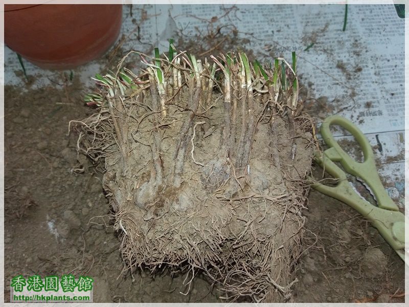 Zephyranthes Candida-2018-003.jpg