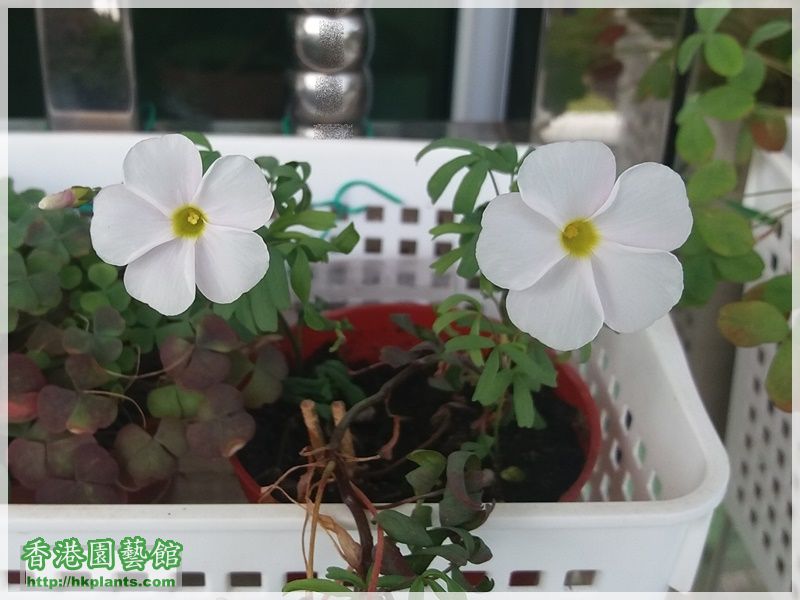 Oxalis  Glabra Pinky White-2017-012.jpg