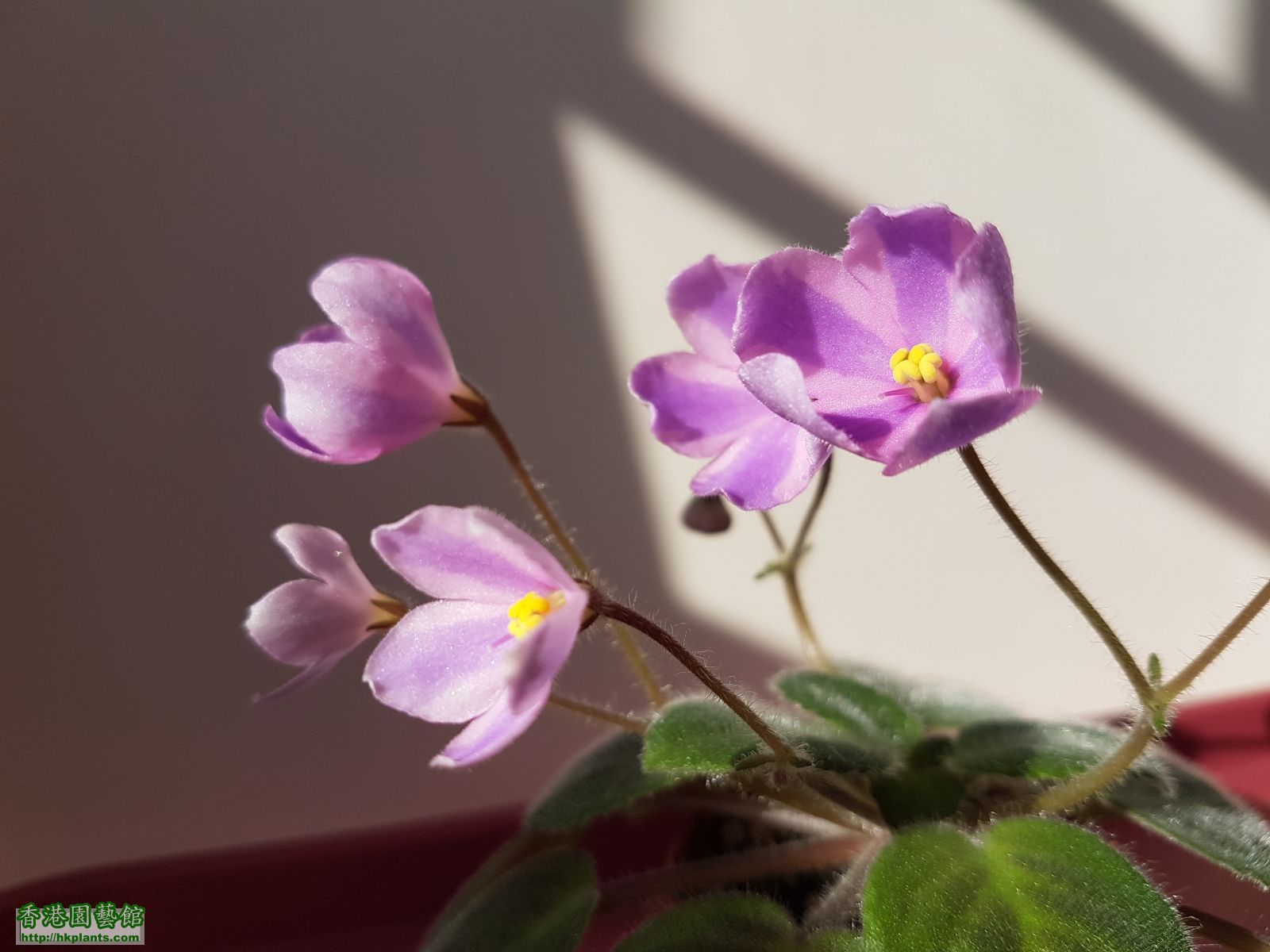 陽光下的花花，特別美