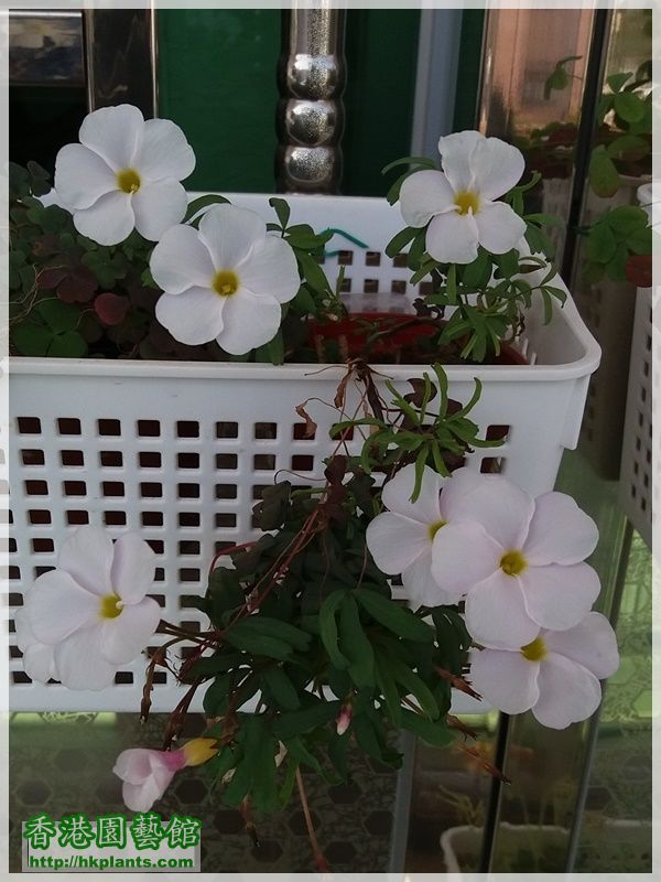 Oxalis  Glabra Pinky White-2017-013.jpg