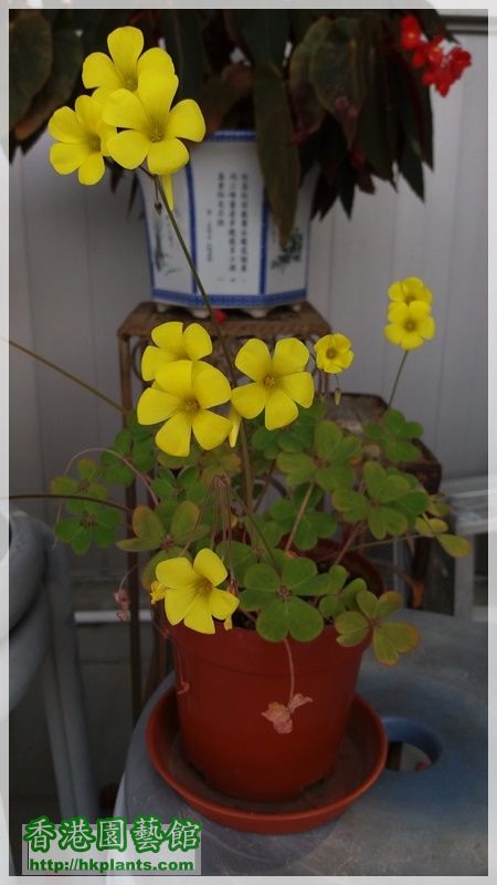 Oxalis Compressa-2017-008.jpg