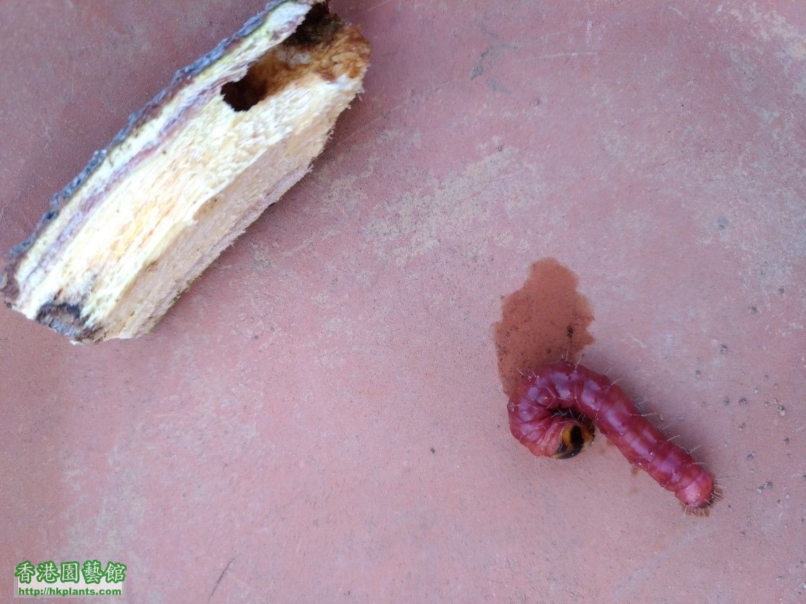在紫籐樹抓到的木蠧蛾幼蟲，已蛀蟲洞8吋。
