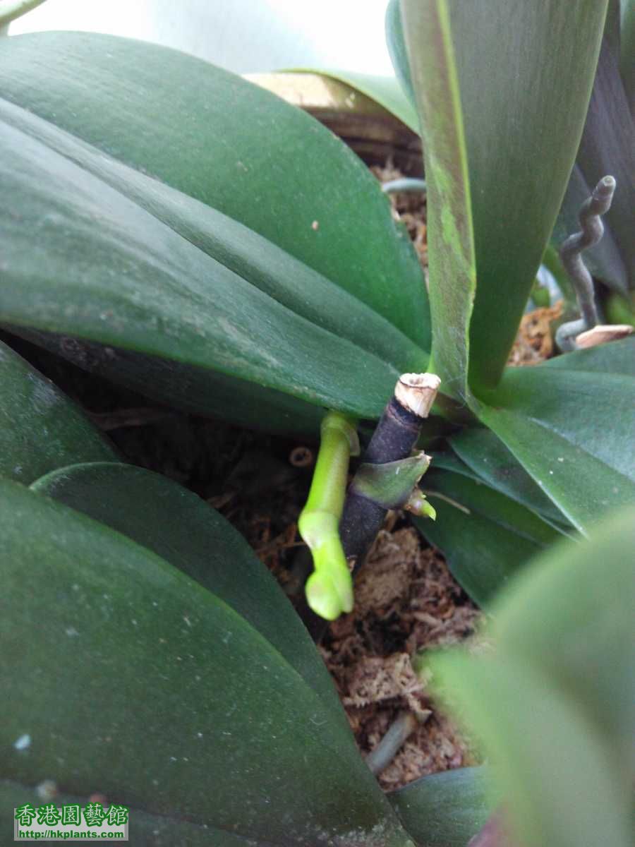 兰花 - 蘭科植物 【orchid】 - 香港園藝館