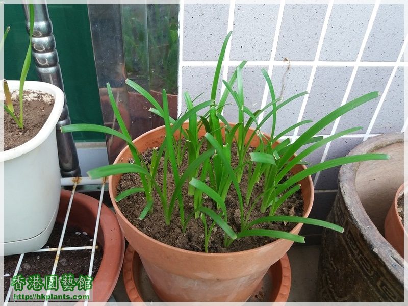 Zephyranthes sp. Labuffarosa 'Lily Pies'-2018-005.jpg