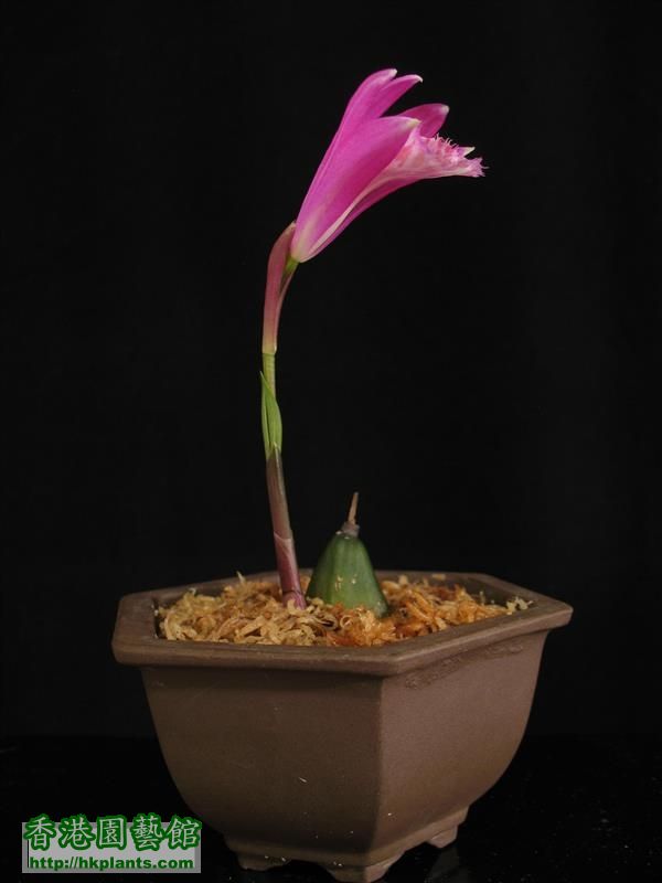 Pleione limprichtii (21).JPG