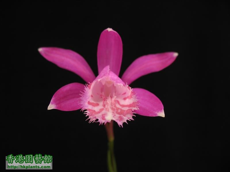 Pleione limprichtii (49).JPG