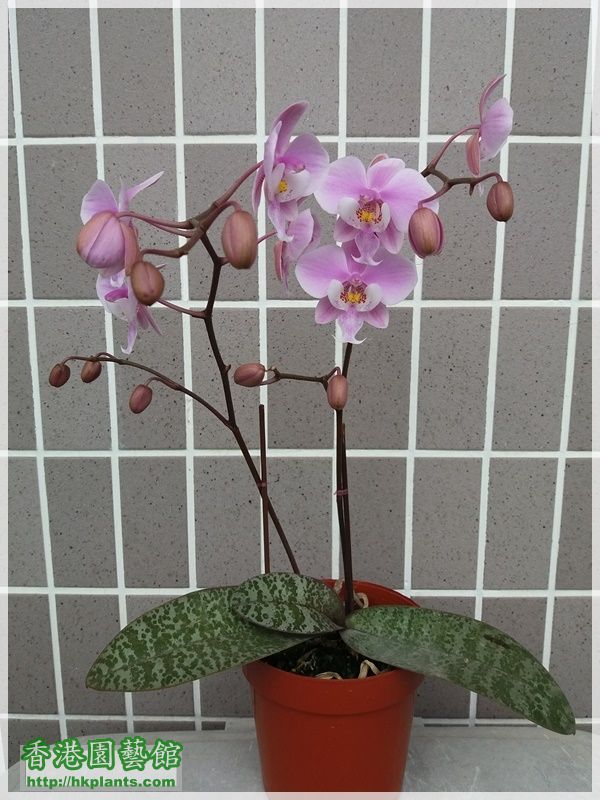 Phalaenopsis schilleriana-2018-004.jpg