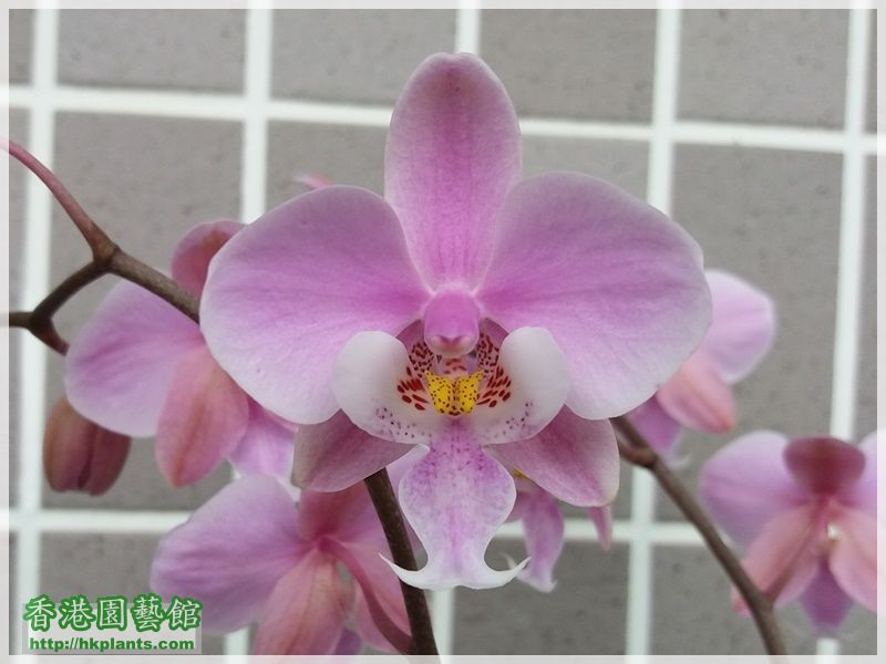 Phalaenopsis schilleriana-2018-006.jpg