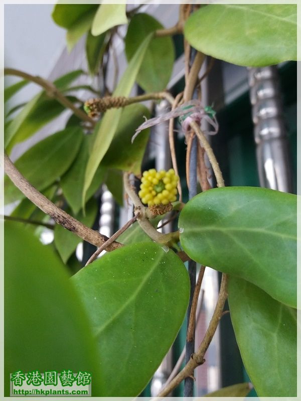 Hoya Mindorensis Yellow Corona-2018-004.jpg