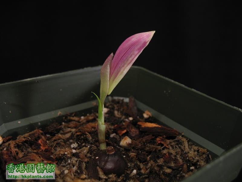 Pleione formosana 5 (9).JPG