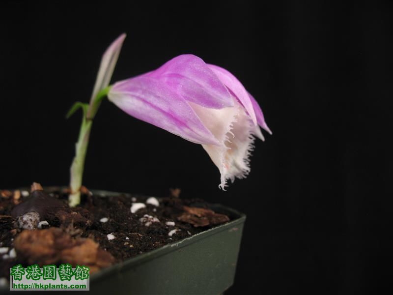 Pleione formosana 5 (13).JPG