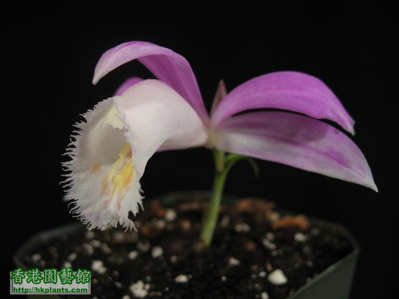 Pleione formosana 5 (16).JPG