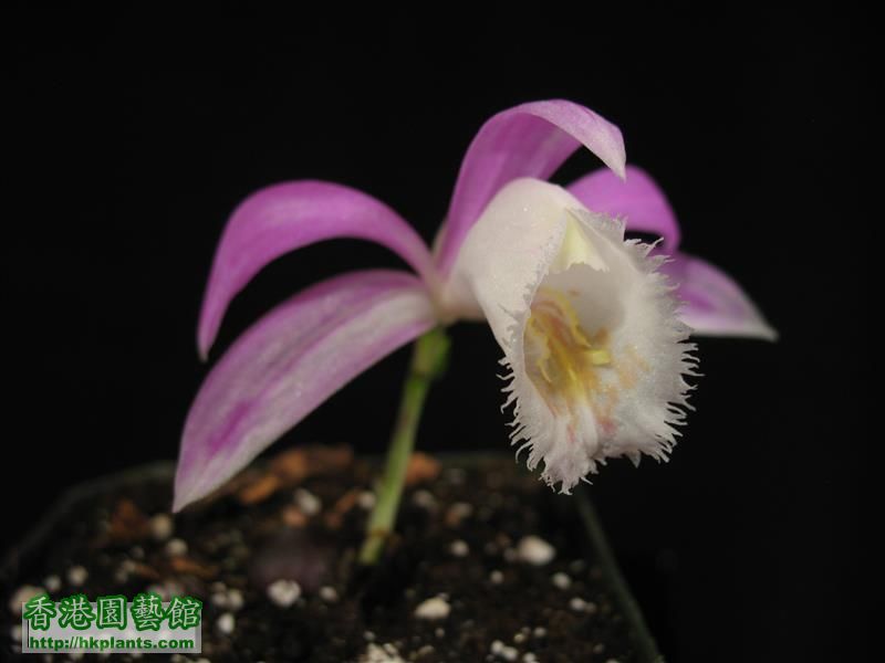 Pleione formosana 5 (19).JPG