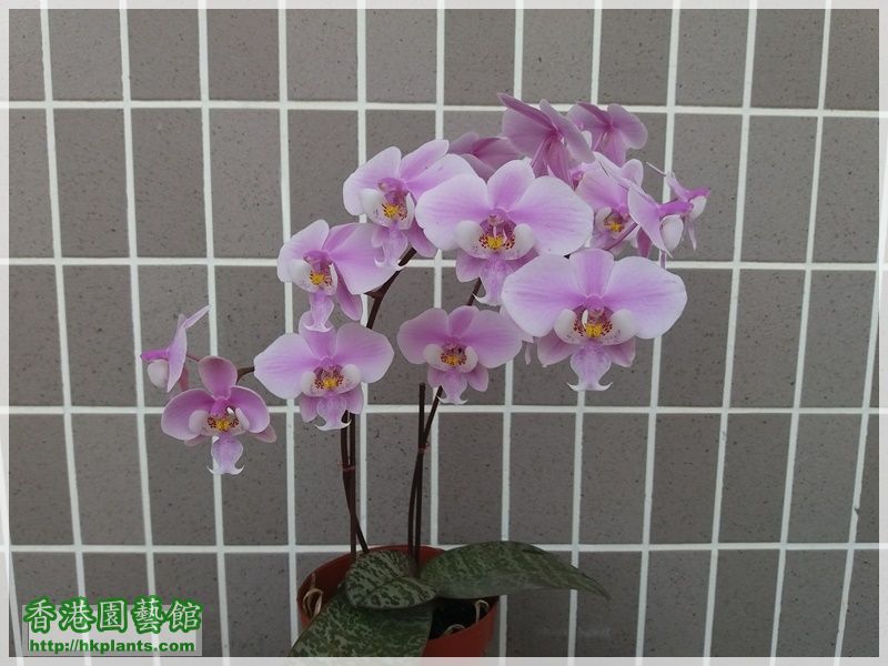 Phalaenopsis schilleriana-2018-008.jpg