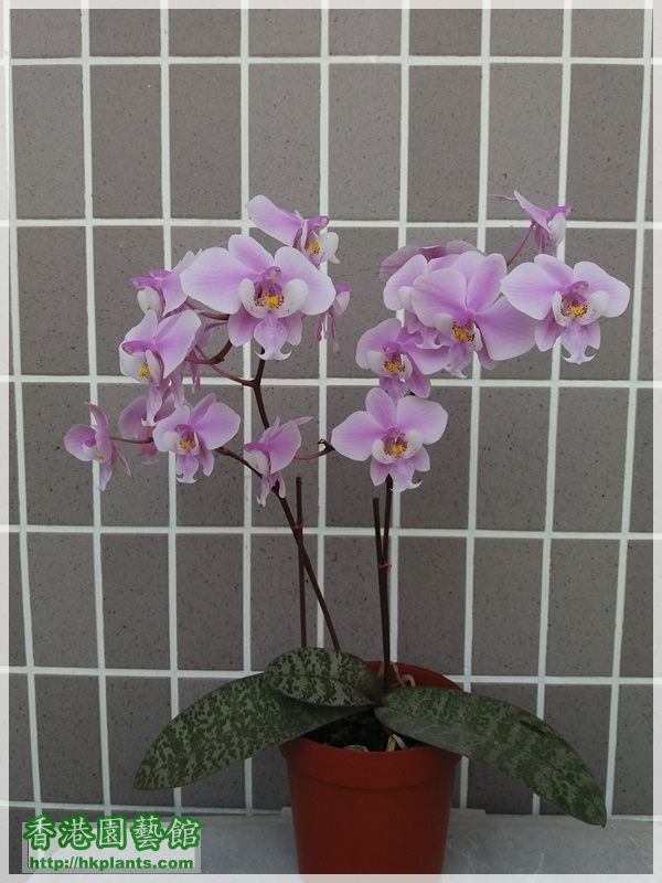 Phalaenopsis schilleriana-2018-007.jpg