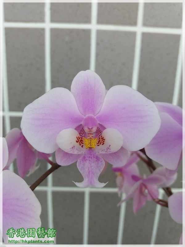Phalaenopsis schilleriana-2018-010.jpg