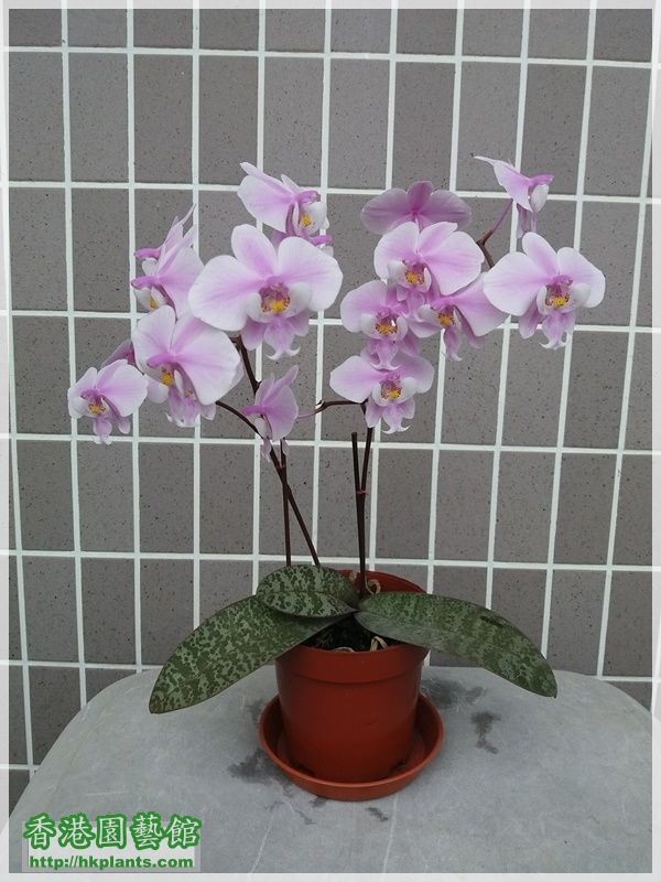 Phalaenopsis schilleriana-2018-012.jpg