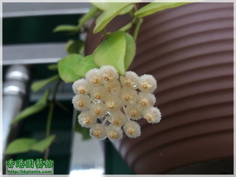 Hoya lacunosa-2018-005.jpg