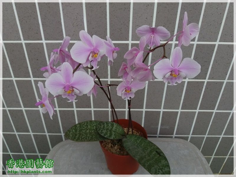 Phalaenopsis schilleriana-2018-014.jpg