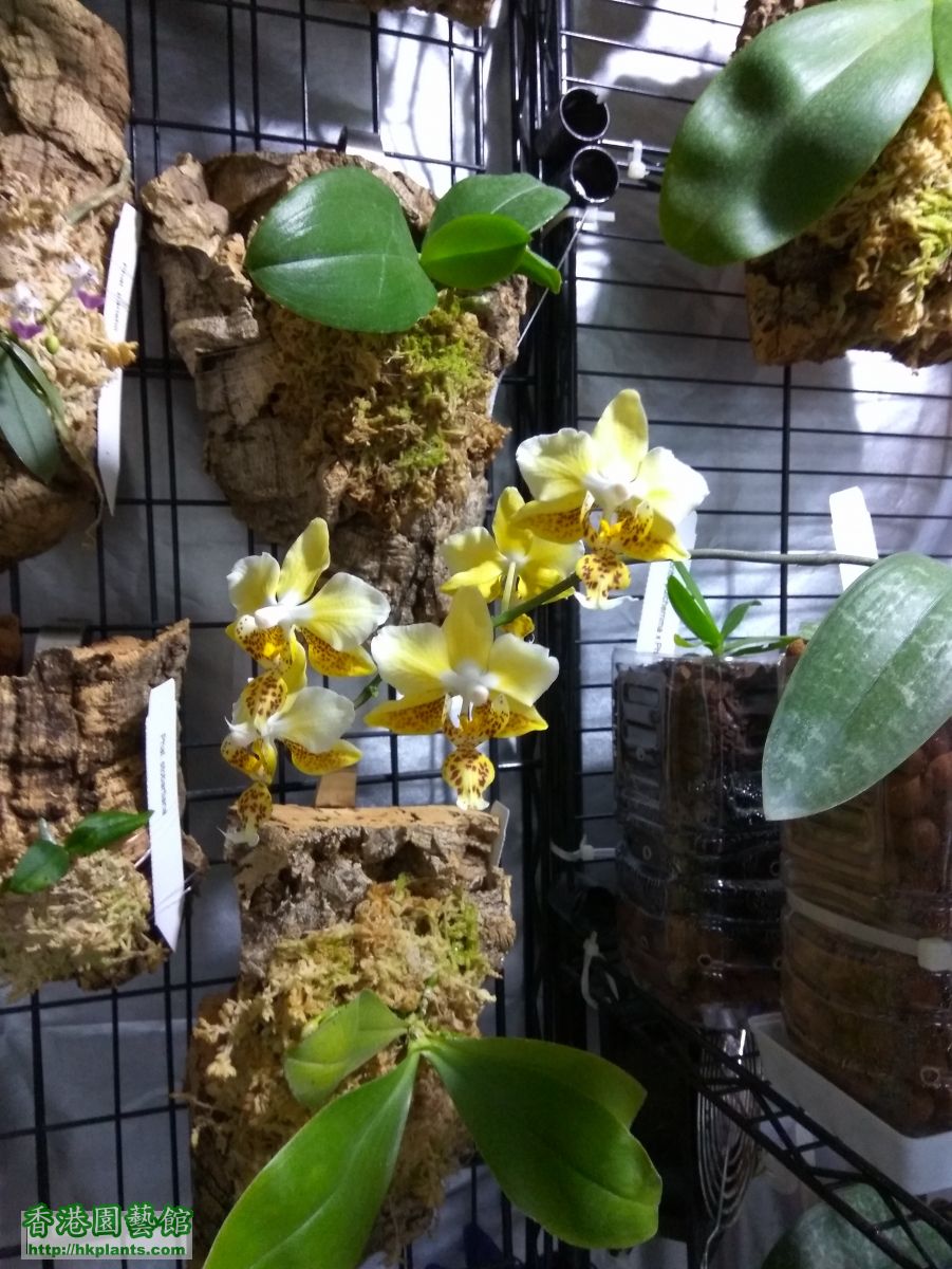 phal stuartiana var nobilis 變色了.jpg