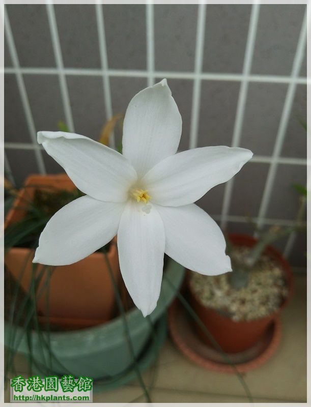 Zephyranthes Cooperia traubii-2018-003.jpg