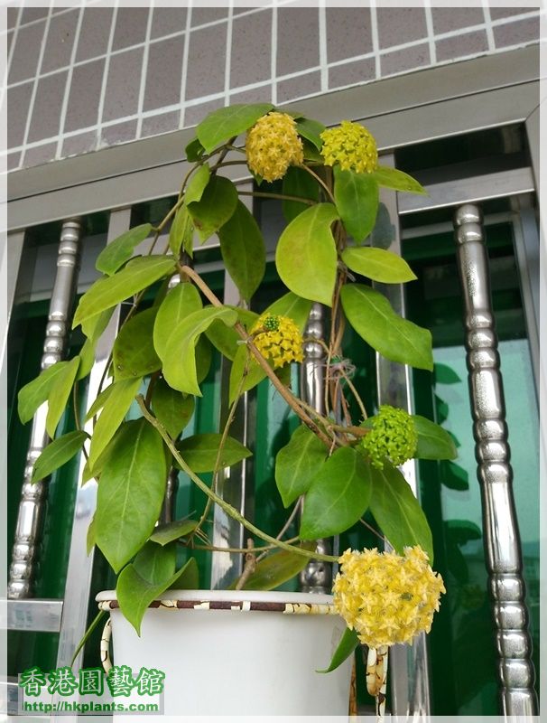 Hoya Mindorensis Yellow Corona-2018-005.jpg