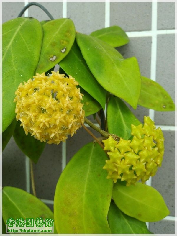 Hoya Mindorensis Yellow Corona-2018-007.jpg