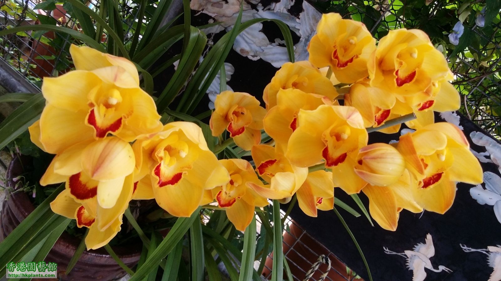 Cymbidium × hybridum(大花蕙蘭、虎頭蘭) Amber 琥珀