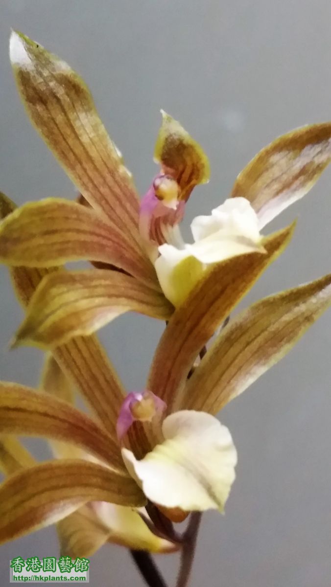 香港帶唇蘭_香港安蘭學名:	Tainia hongkongensis , 英文名稱:	Purple Bulb Orchid 英文別名:	Hong Kong Ani ...
