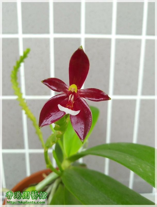 Phalaenopsis cornu-cervi var forma chattaladae 4n-2018-002.jpg