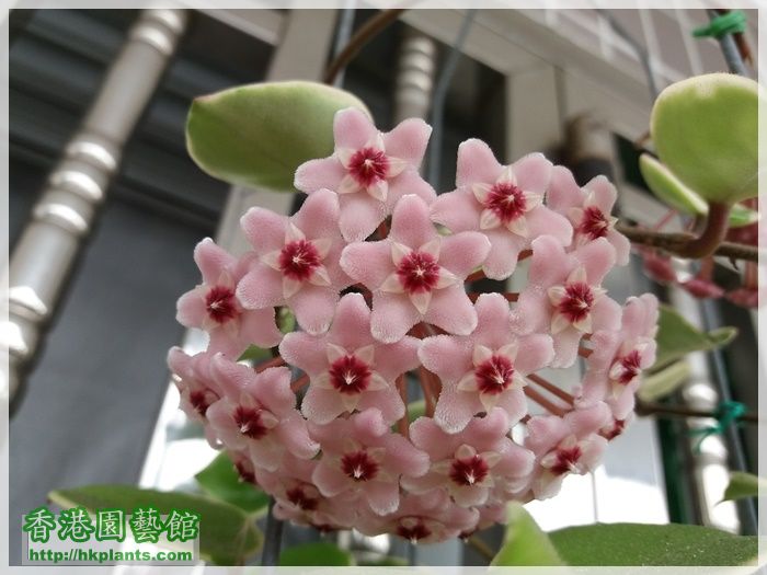 Hoya Carnosa -2018-B003.jpg