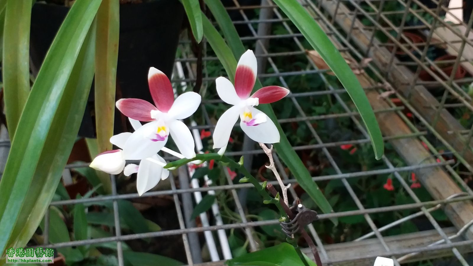 Phal. C1 "Hua Yi" 