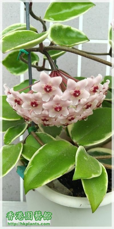 Hoya Carnosa -2018-B004.jpg