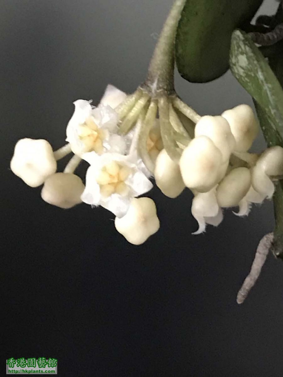Hoya lacunosa splash 花 (7May18)