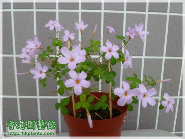 Oxalis Nidulans-2014-014.JPG