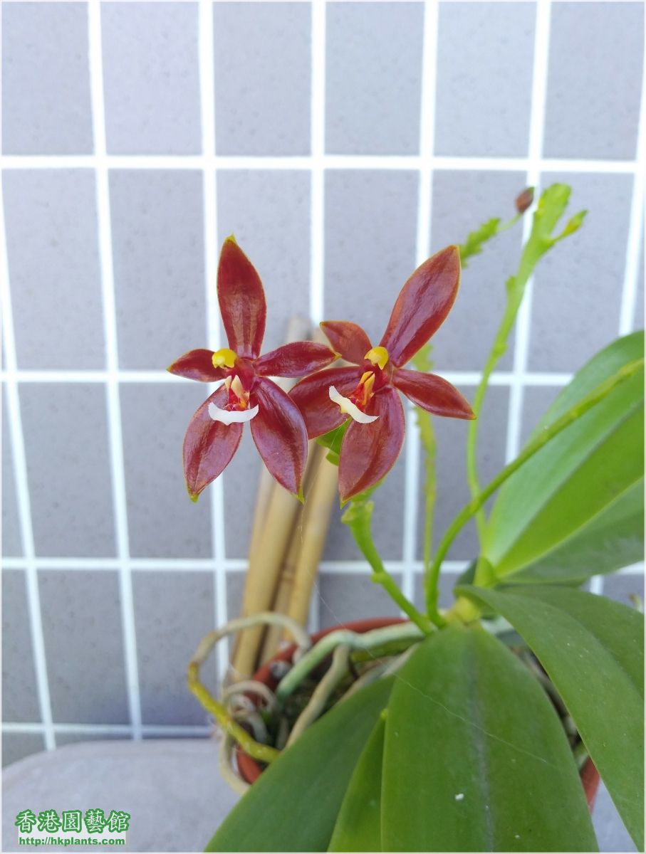 Phalaenopsis cornu-cervi var forma chattaladae 4n-2018-003.jpg