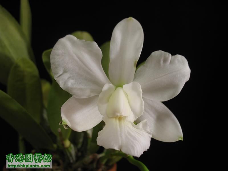 C. walkeriana var alba 'Pendentive' (7).JPG