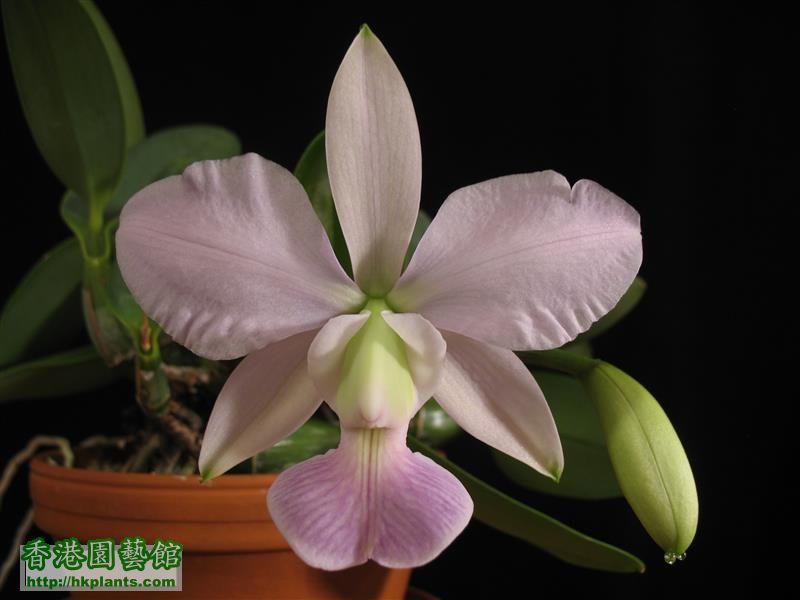 C. walkeriana x C. nobilior (9).JPG