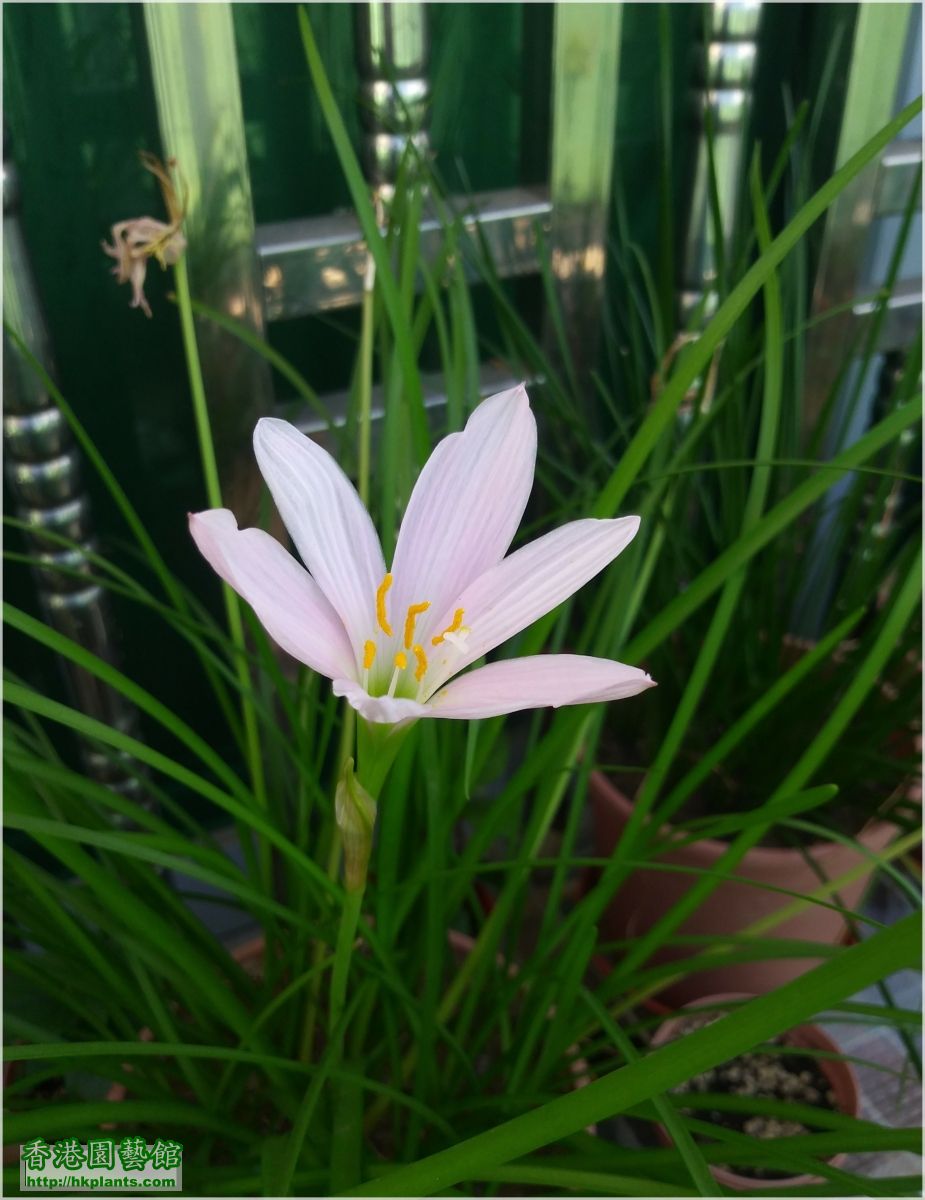 Zephyranthes 'El Cielo'-2018-008.jpg