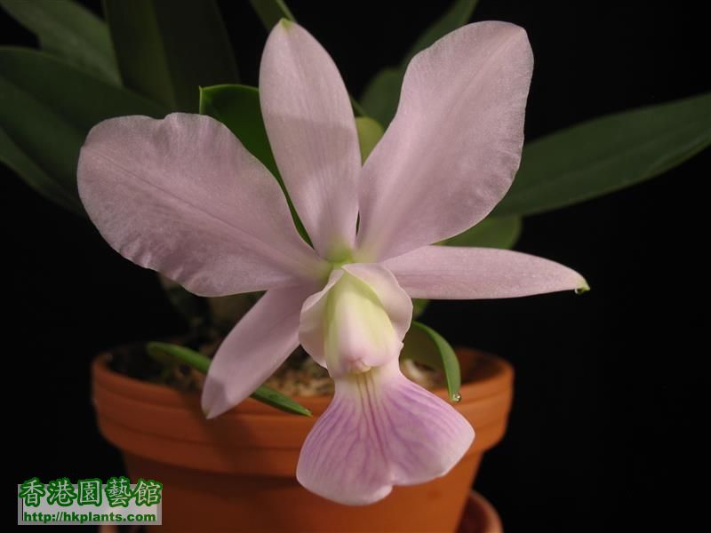 C. walkeriana var coerulea 'Manhattan Blue' (8).JPG