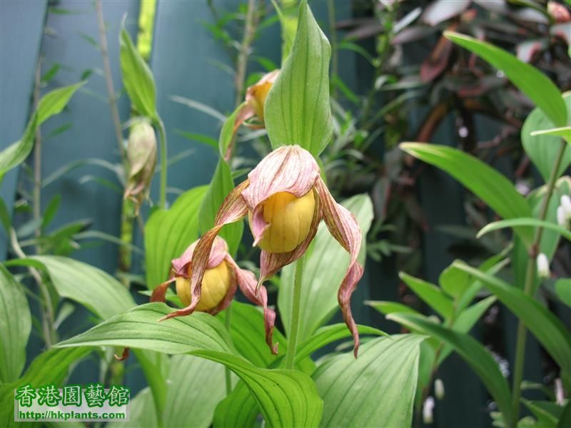 Cypripedium parviflorum (9).JPG