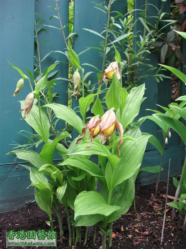 Cypripedium parviflorum (8).JPG