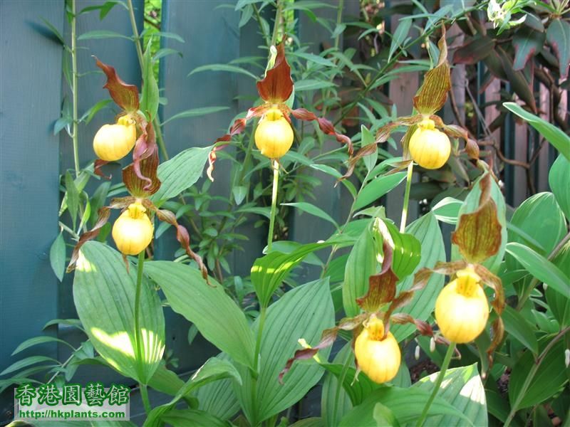 Cypripedium parviflorum (26).JPG