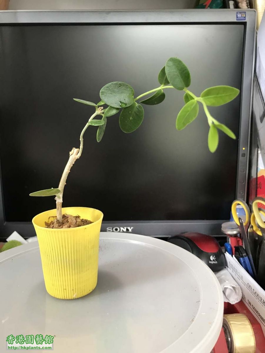 Hoya cummingiana