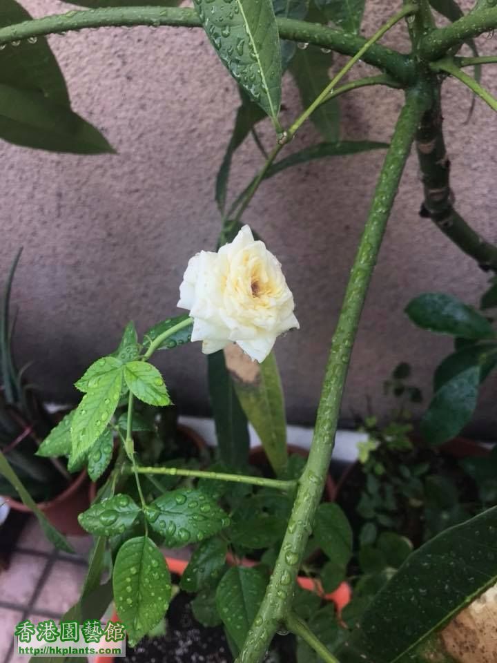 淘返唻既月季，經歷幾日大雨，都開到一朵花