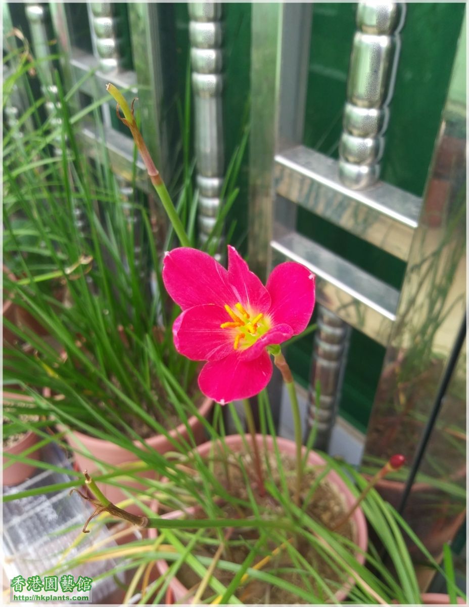 Zephyranthes katherinae 'Jacala Red'-種子-2018-007.jpg