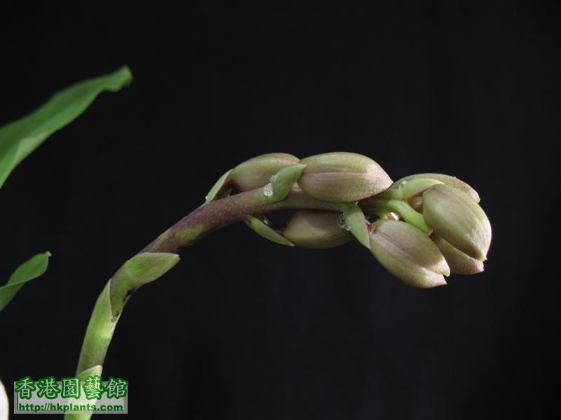 Catasetum tenebrosum (11).JPG