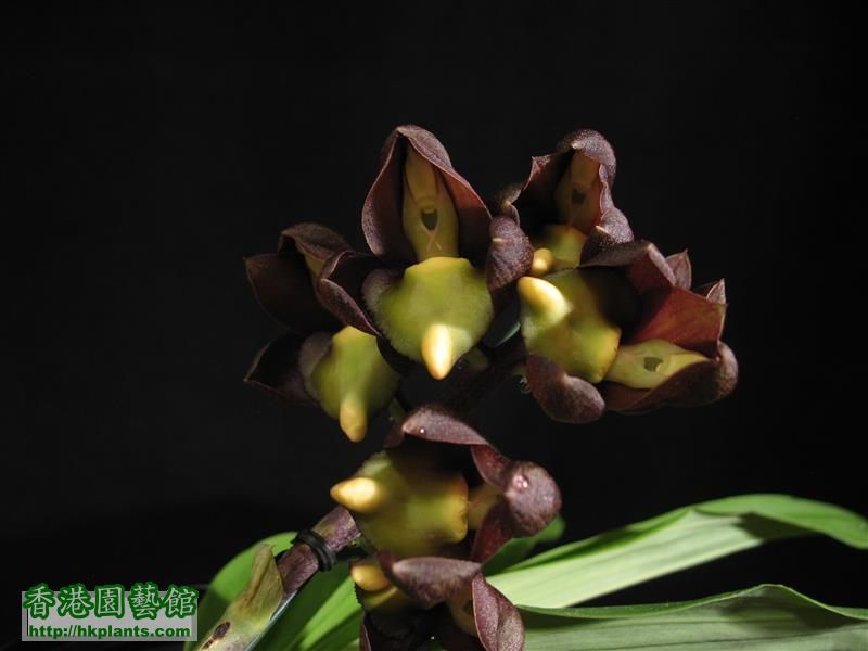 Catasetum tenebrosum (13).JPG