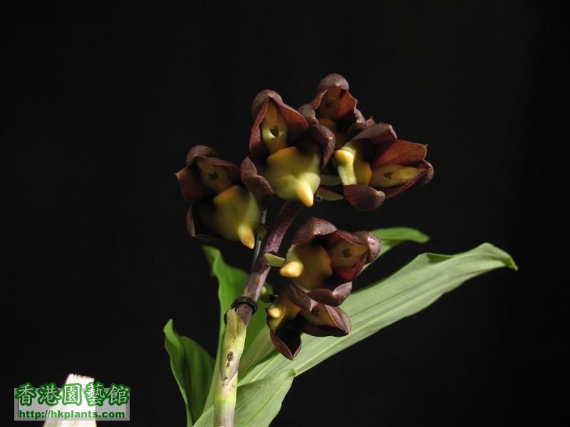 Catasetum tenebrosum (16).JPG