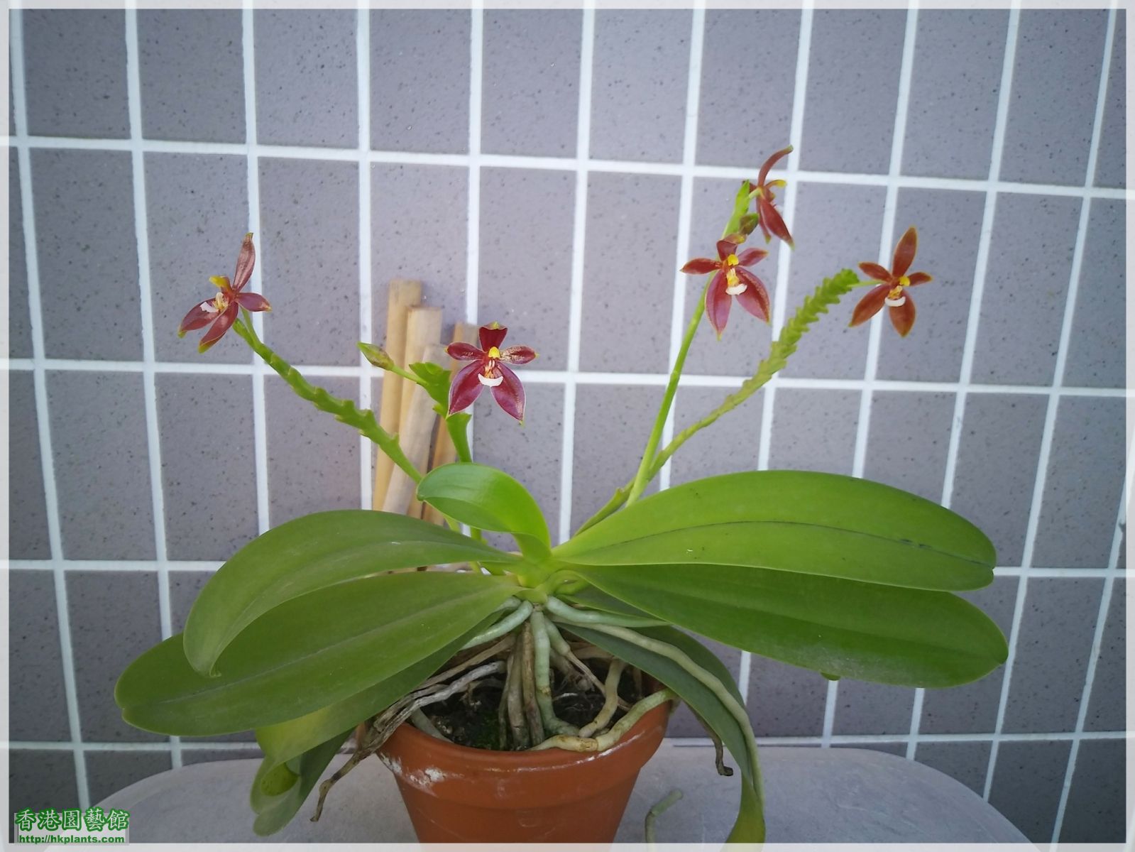 Phalaenopsis cornu-cervi var forma chattaladae 4n-2018-004.jpg